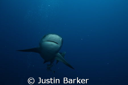 Bull Shark,off Ponto pinnacles. by Justin Barker 