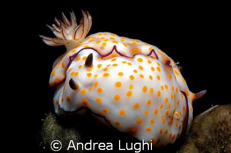 I love nudibranchs... but there are so many that it's not... by Andrea Lughi 