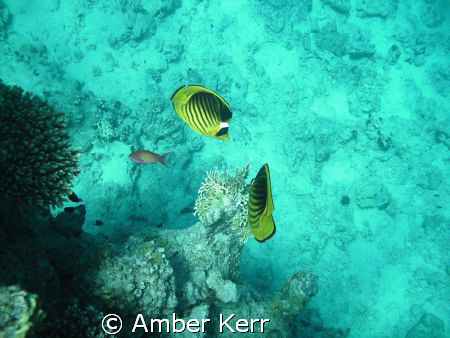 Two striped butterfly fishes in close to a branch of fire... by Amber Kerr 