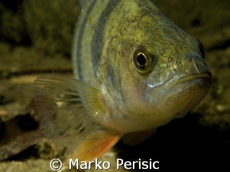 A freshwater Perch takes a look into the lens on a night ... by Marko Perisic 