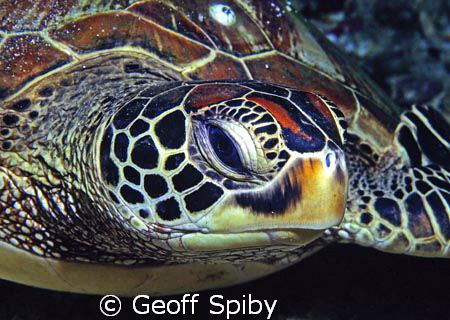 up close by Geoff Spiby 