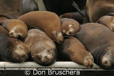 Space is tight! California Sea Lions crowd a dock in the ... by Don Bruschera 
