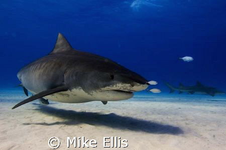 12 ft. Tiger shark @ tiger wreck aboard the M/V Dolphin D... by Mike Ellis 