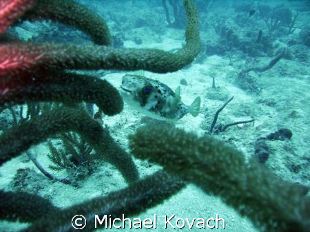 Curious Puffer fish watching on the Inside Reef at Lauder... by Michael Kovach 