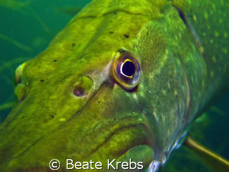 Northern pike > very close < Not shy , taken with Canon S70 by Beate Krebs 