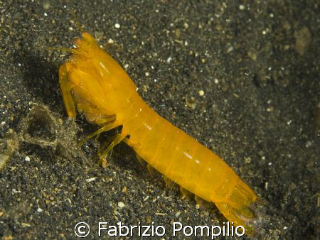 yellow mantis with eggs??  lembeh 09/2008 by Fabrizio Pompilio 