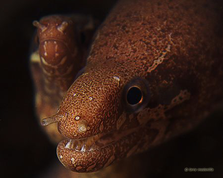 This moray was posing for me.  The smaller one was a bit ... by Larry Medenilla 