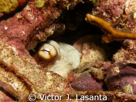 hiding octopus in v.j.levels dive site at parguera area P... by Victor J. Lasanta 