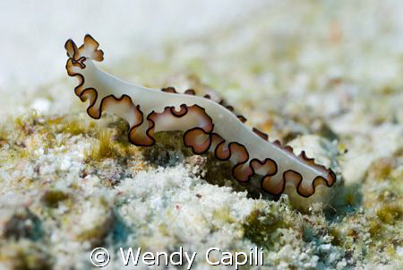 A very pretty flatworm taken at Ulong Channel with Nikon ... by Wendy Capili 