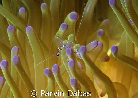 anemone shrimp.... by Parvin Dabas 