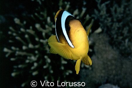 Fishs - Amphiprion bicinctus by Vito Lorusso 