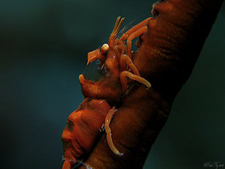 Hollow Brain!!! whip coral shrimp taken with Canon G9 wit... by Paul Ng 