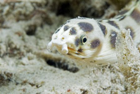 Spotted snake eel. by Dray Van Beeck 