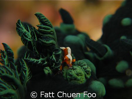 Tiny Emperor Shrimp riding on the gills of a Nembrotha Nu... by Fatt Chuen Foo 