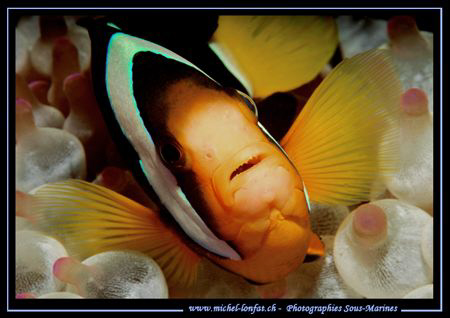 A clown fish ... :O) ... by Michel Lonfat 