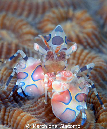 Arlequin shrimp ,the King
Manado 2008. Nikon D200, 105 m... by Marchione Giacomo 