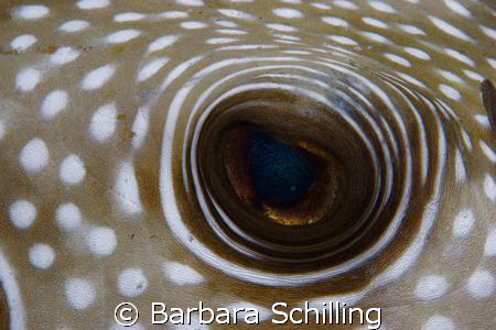 Eye to Eye with a giant puffer fish .... no cropping ! by Barbara Schilling 