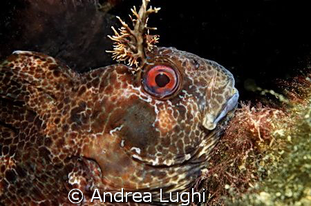 Parablennius gattoruggine is a small fish living among ro... by Andrea Lughi 