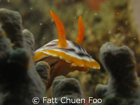 Peekaboo! Chromodoris Magnifica Nudibranch hiding in cora... by Fatt Chuen Foo 