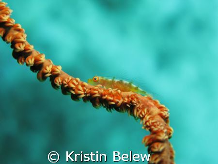 Wire coral goby near Pu'u Alai, Maui by Kristin Belew 