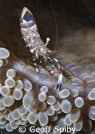 posing shrimp by Geoff Spiby 