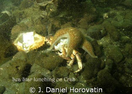 SeaStar lunching on Crab. Poor vis, subject spotted with ... by J. Daniel Horovatin 