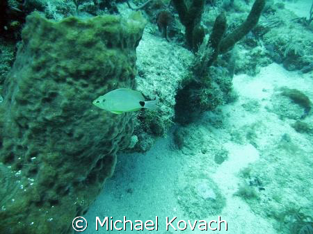 Silver Porgy on the Inside Reef at Lauderdale by the Sea by Michael Kovach 