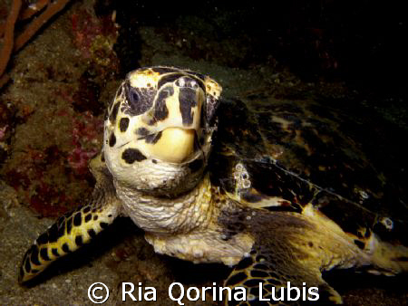 Turtle, was taken @ Ambon by Ria Qorina Lubis 