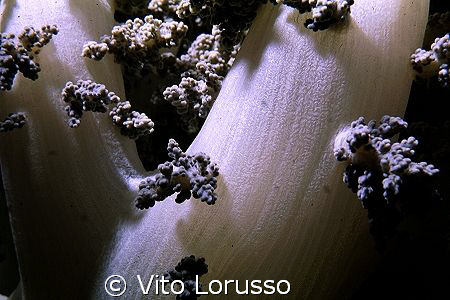 Corals - Lythophyton arboreum (detail) by Vito Lorusso 