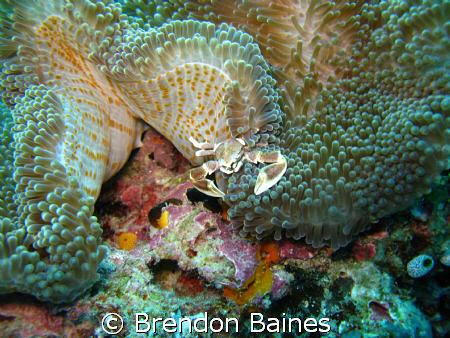 porcelian crab in anenome shot with canon g9 standard cas... by Brendon Baines 