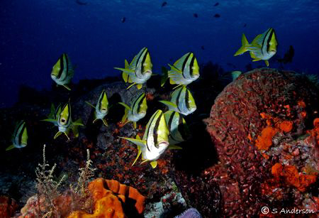 This photo of the schooling Porkfish was taken last week ... by Steven Anderson 