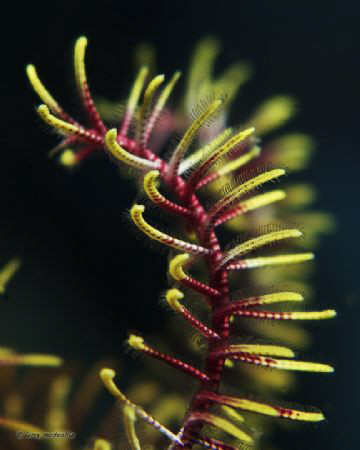 I find these feather stars to be under-rated.  Personally... by Larry Medenilla 