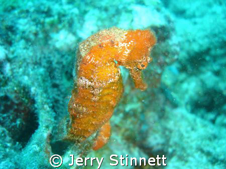 10" seahorse by Jerry Stinnett 