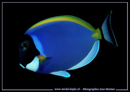 A Blue Tang... :O) .... by Michel Lonfat 
