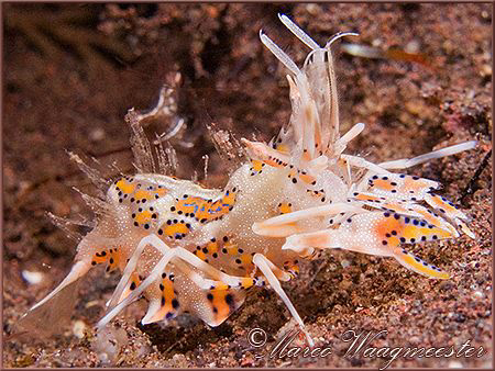 Horned Bumblebee Shrimp or Tigershrimp (Phyllognathia cer... by Marco Waagmeester 