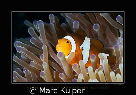 taken with canon 30D in ikelite housing with 2x inon stro... by Marc Kuiper 