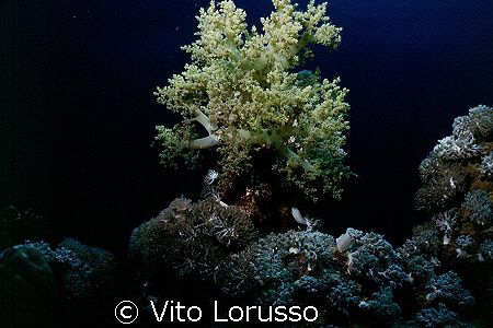 Corals - Lythophyton arboreum by Vito Lorusso 