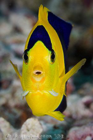 Bicolour Angelfish.  Wakatobi, SE Sulawesi.  Canon 40D & ... by Ross Gudgeon 