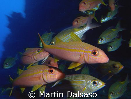 Yellowfin and Yellow-Banded Goatfish by Martin Dalsaso 