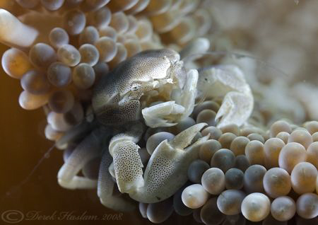 Porcelain crab. Lembeh straits. D200, 60mm. by Derek Haslam 