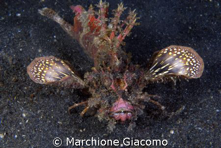 The Devil
Lembeh strait 2008
Nikon D200 , 60 micro , tw... by Marchione Giacomo 