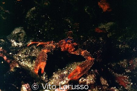 Crustaceans - Galathea strigosa by Vito Lorusso 