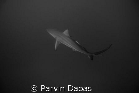white tip by Parvin Dabas 
