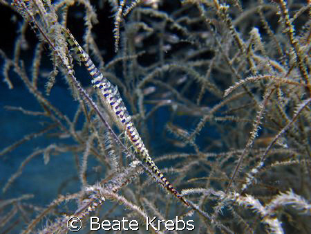 Saw Blade Shrimp with Eggs, taken at "Eden's Garden" on a... by Beate Krebs 