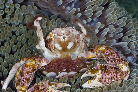 Woohoo!!  Look at all my babies.  Porcelain Crab with egg... by Ross Gudgeon 