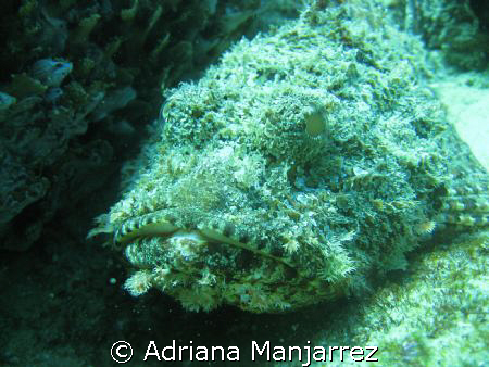 Stone Fish at neptune's in Cabo San Lucas by Adriana Manjarrez 