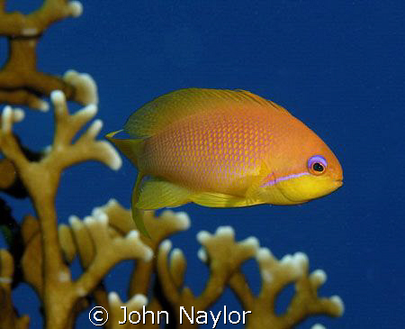 anthia and fire corals by John Naylor 