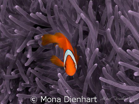 taken on Apo Island, PPhilippines. As the anemone was alm... by Mona Dienhart 