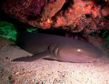 Sleeping nurse shark found under a ledge. by Toby Lynch 