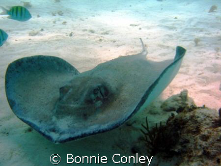Photo taken at Stingray City, Grand Cayman in August 2008... by Bonnie Conley 